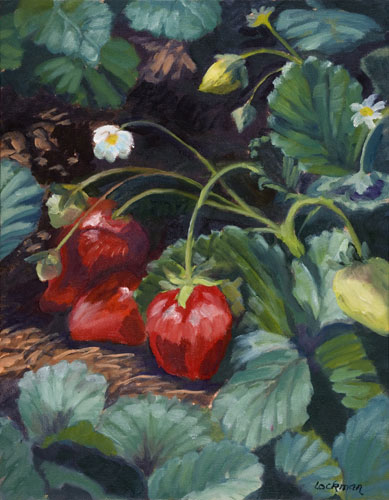 Strawberries at Little Organics by Terry Lockman